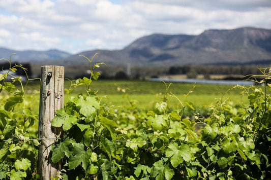 20 & 21 Sept: D'Vine Festival Weekend