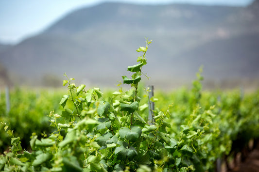 Thomas Wines 2020 Shiraz release – looking through the haze….