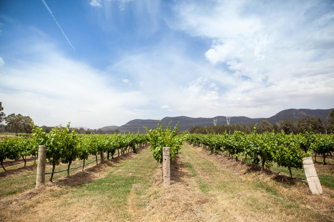Introducing the Braemore Semillon Subscription