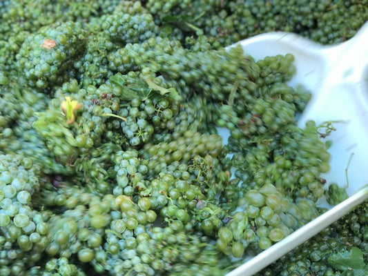 Verjus 2020