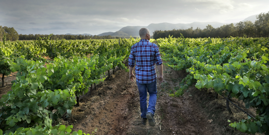 Semsational Semillon Lunches