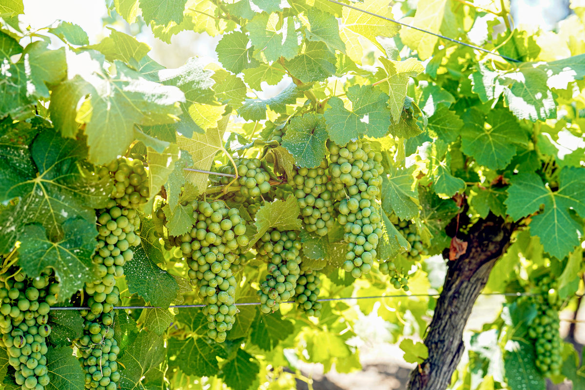 Ripe Semillon grape bunches hanging on the vine at Braemore Vineyard in the Hunter Valley
