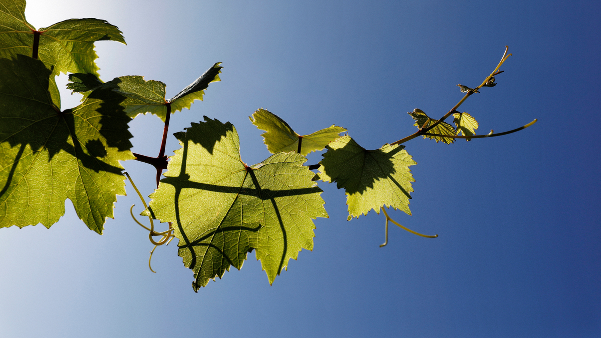 Sunlit Semillon vine leaves at Braemore Vineyard in Pokolbin