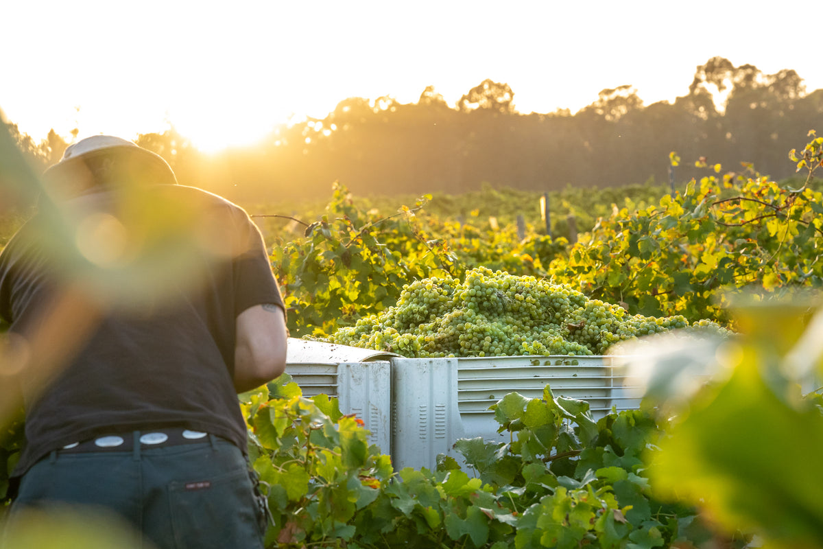 Hand-picked Semillon grapes during harvest at Braemore Vineyard