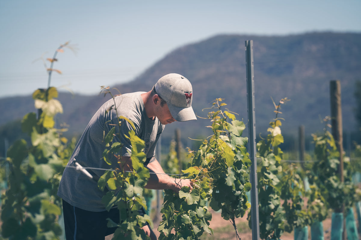 Dan Thomas tending young Semillon vines at Braemore Vineyard