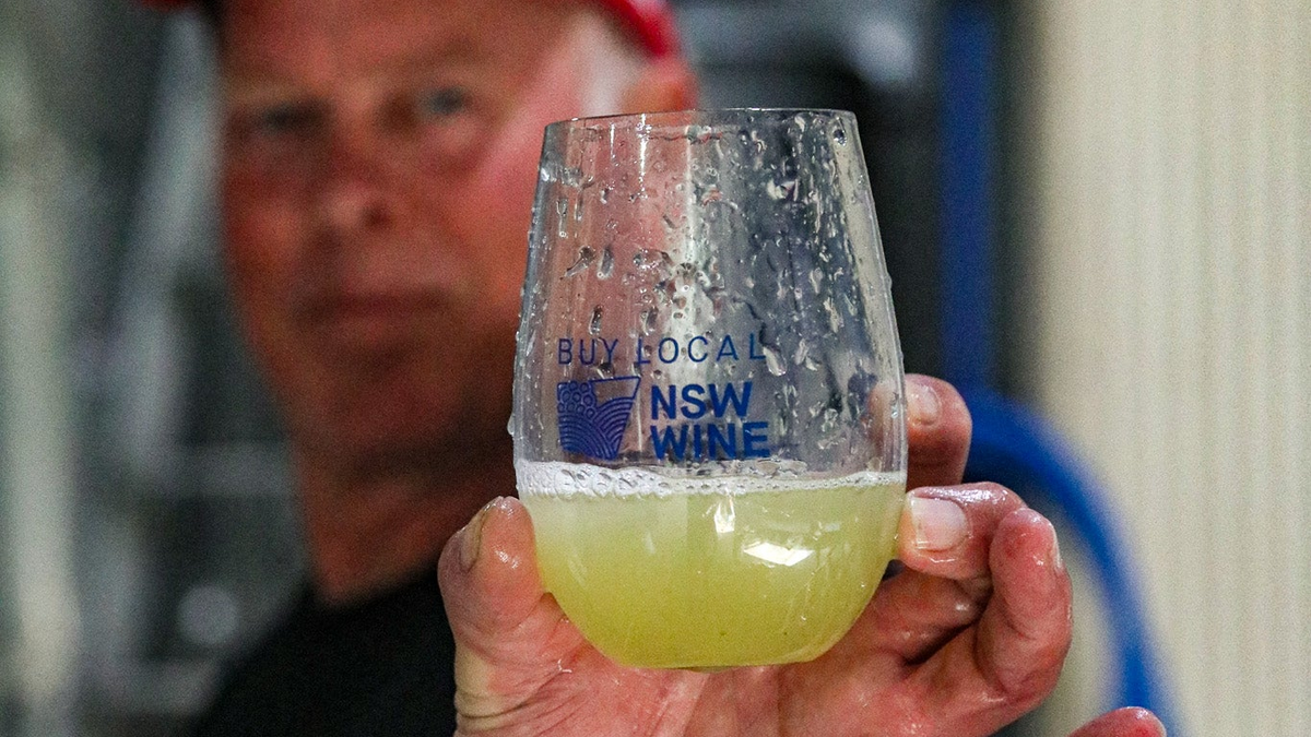 Andrew Thomas inspecting freshly pressed Braemore Semillon juice during vintage